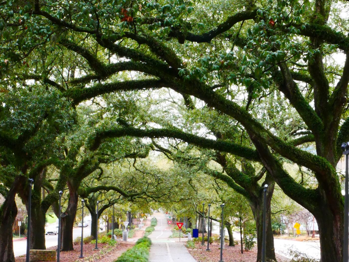 Bike path under a canopy of oak trees