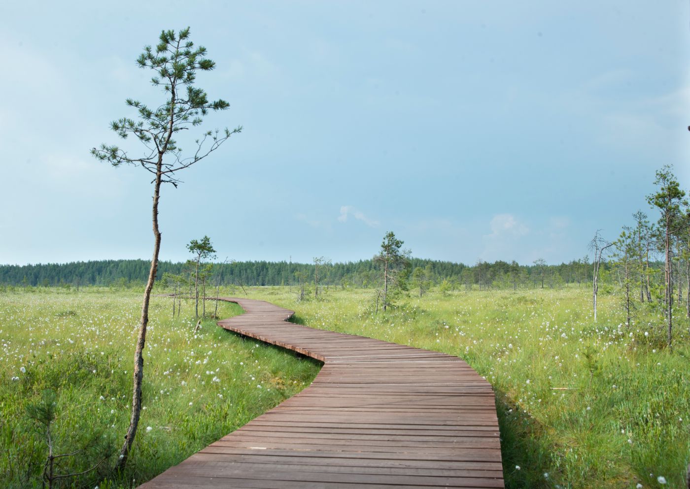 Wooden boardwalk through a wetland